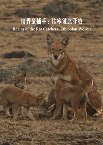 境界鼠捕手:埃塞俄比亚狼
